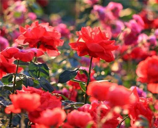 八字“身旺”就真的会比“身弱”要好吗?-易德轩吉祥网 八字“身旺”就真的会比“身弱”要好吗?-易德轩吉祥网