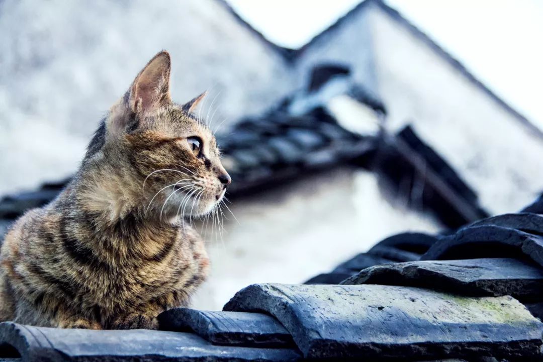 家居宠物养护指南：猫狗养护的宜忌之道