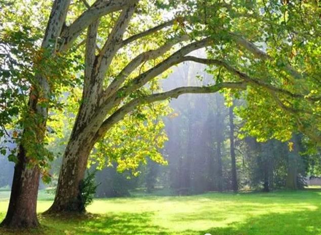 十二生肖属兔人2021年的流年运势预测- 易德轩吉祥物商城