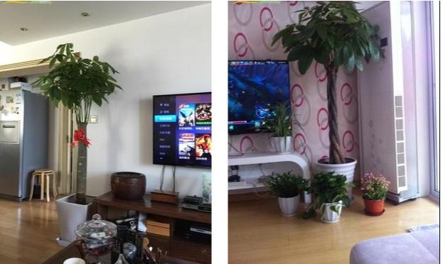 客厅电视两边摆什么植物旺财-易德轩吉祥商城