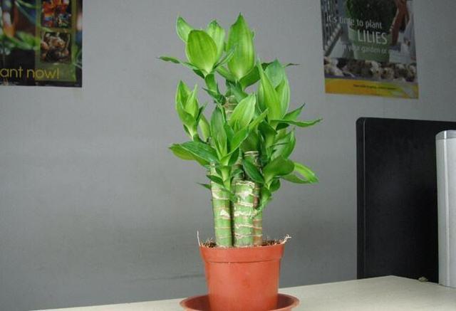 富贵竹养几根才最旺财-易德轩吉祥商城