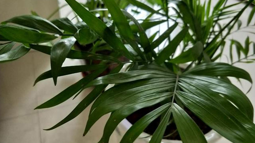 家里客厅放什么绿植比较好风水-易德轩吉祥商城