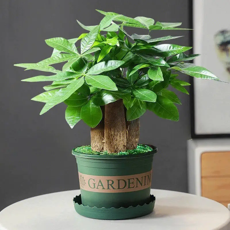 这些植物放在阳台上对财运有帮助 这些植物放在阳台上对财运有帮助