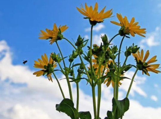 犯太岁的五大危机 犯太岁的五大危机