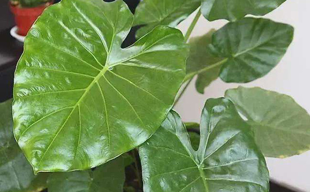 进门正对门放滴水观音好吗-易德轩吉祥商城