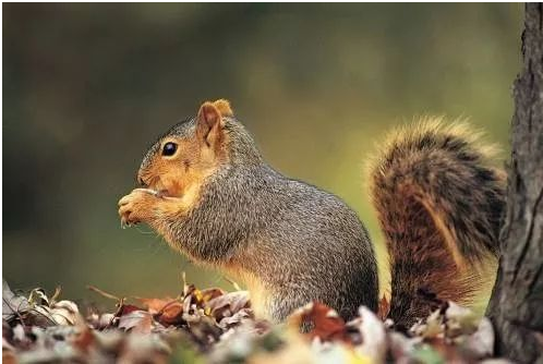 家里适合养什么宠物风水好